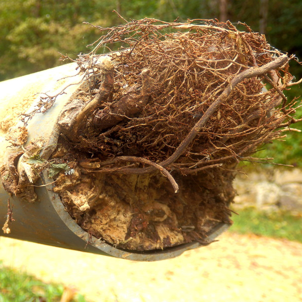 Common plumbin problem tree root